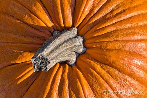 Pumpkin Stem_29849-51.jpg - Photographed at Smiths Falls, Ontario, Canada.